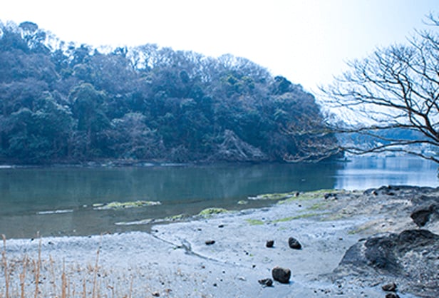 Forest Koajiro