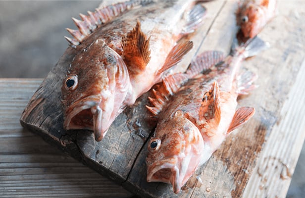 Scorpionfish fishing