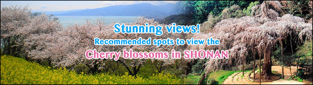 絶景！SHONAN春のお花見スポット