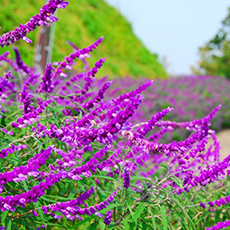 Kurihama Flower Park