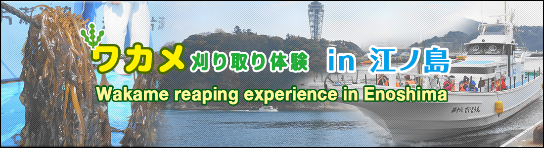 ワカメ特集