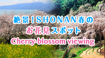 絶景！SHONAN春のお花見スポット