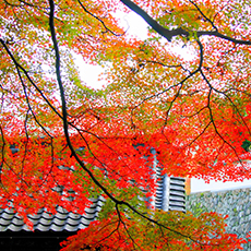 長谷寺の紅葉