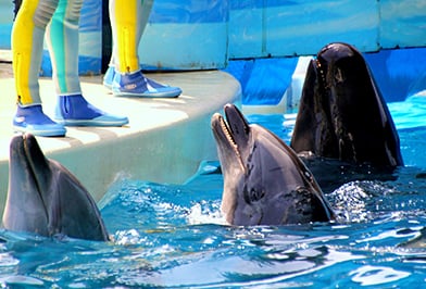 에노시마 즈시 - 데이트 코스