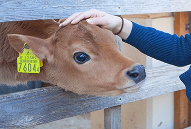 소레이유노오카