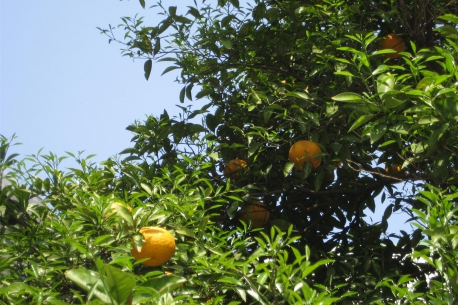Orange Garden （Odawara）