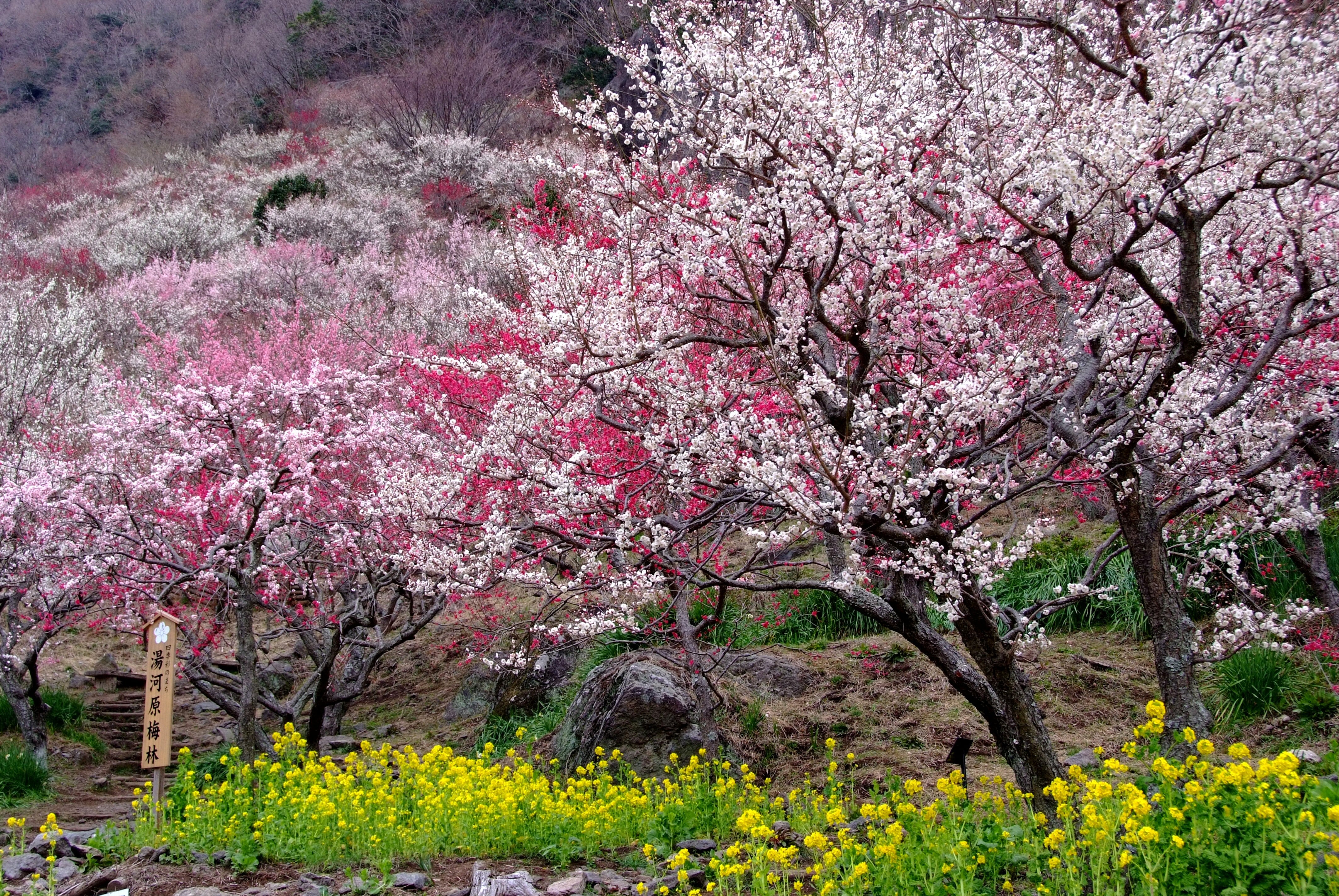 幕山公園（湯河原梅林）