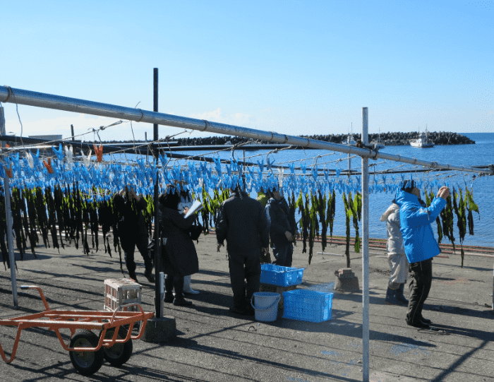 【Zushi】 【First come, first serve system】 Wakame harvest experience