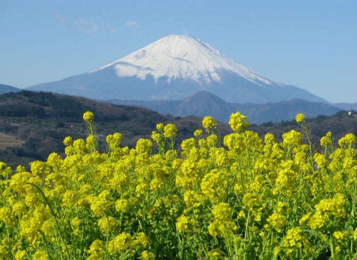 【湘南二宮】吾妻山 菜の花ウォッチング