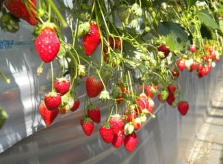 いちごはうす西脇