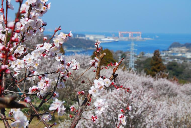<Some events are canceled>[Yokosuka City] Taura Bairin Festival