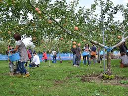 Takahashi Orchard