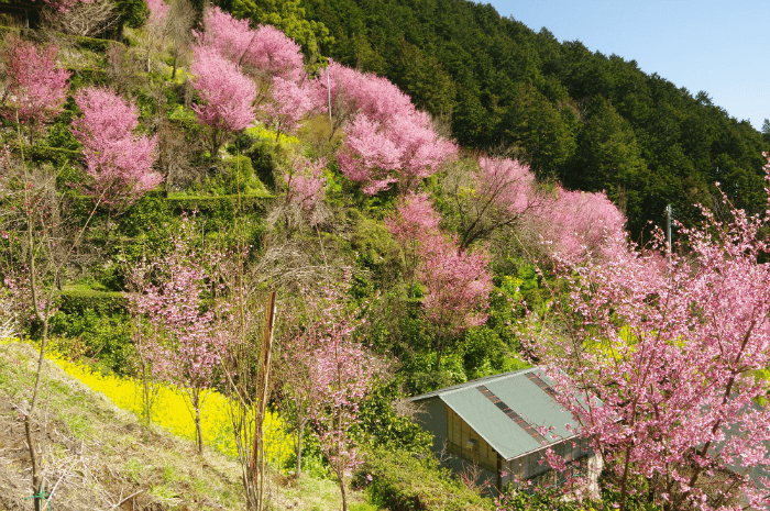 [Odawara City] Nebukawa Okame Sakura Festival