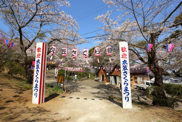 ＜イベント開催中止＞【横須賀市】衣笠さくら祭