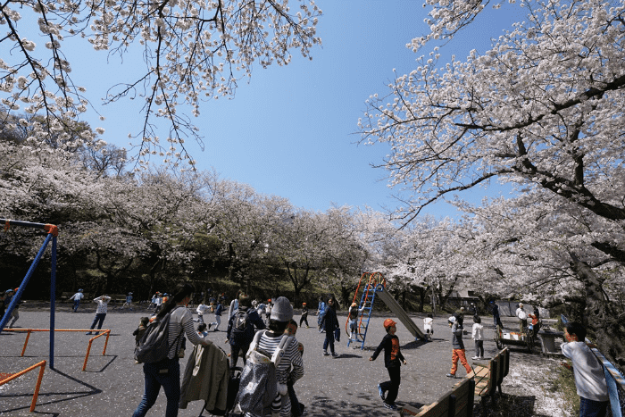 横須賀 第58回船越南郷公園桜まつり Event News かながわシープロジェクト Feel Shonan