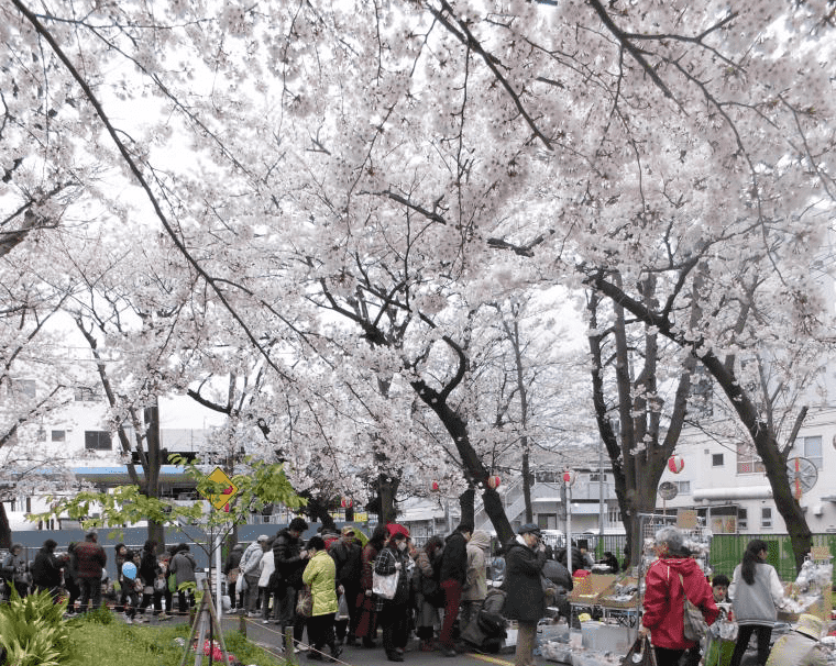 横須賀 第回北久里浜桜 芝桜まつり Event News かながわシープロジェクト Feel Shonan