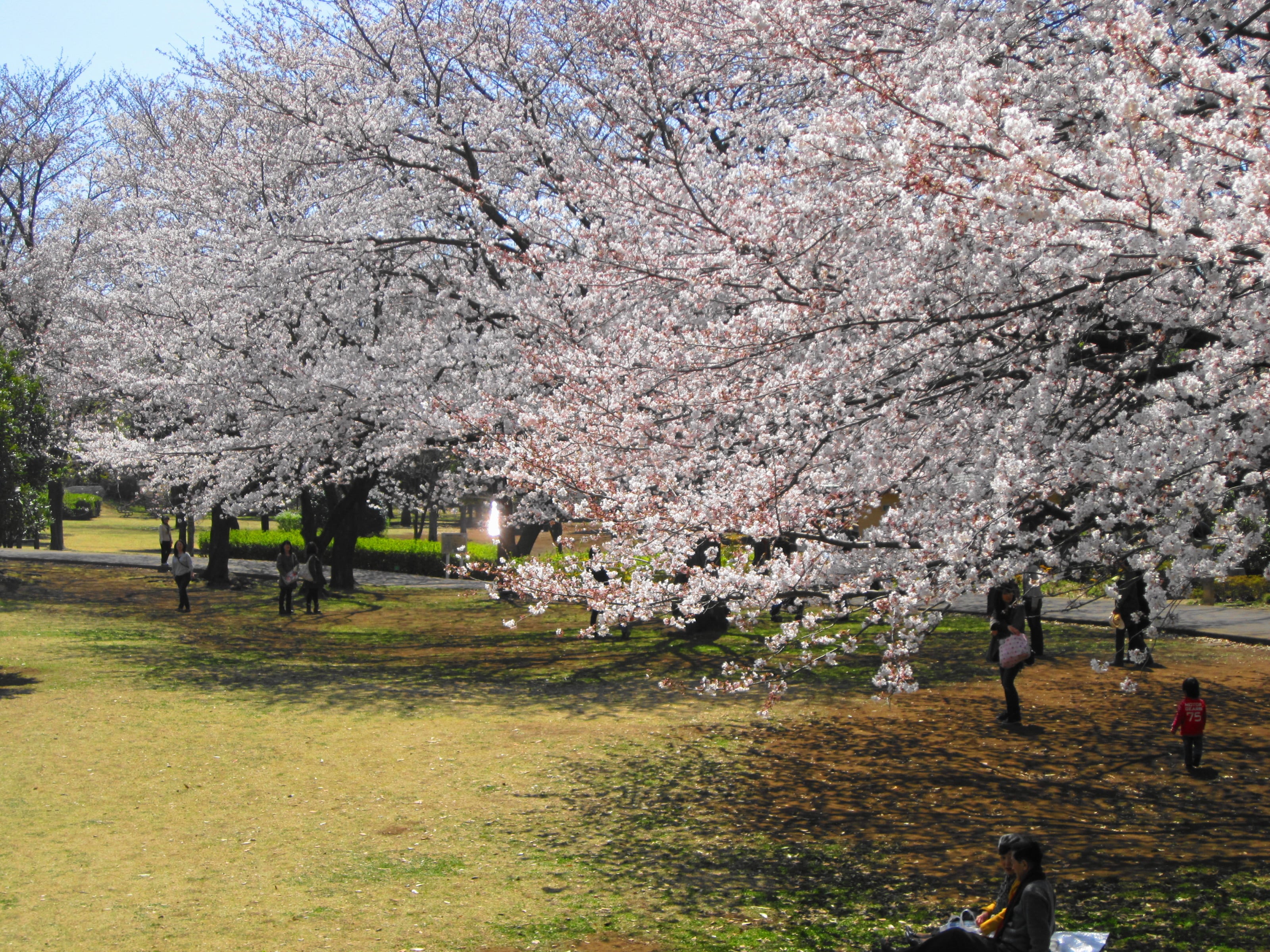 大庭城址公園