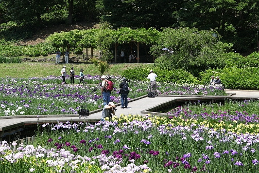 요코스카 창포원