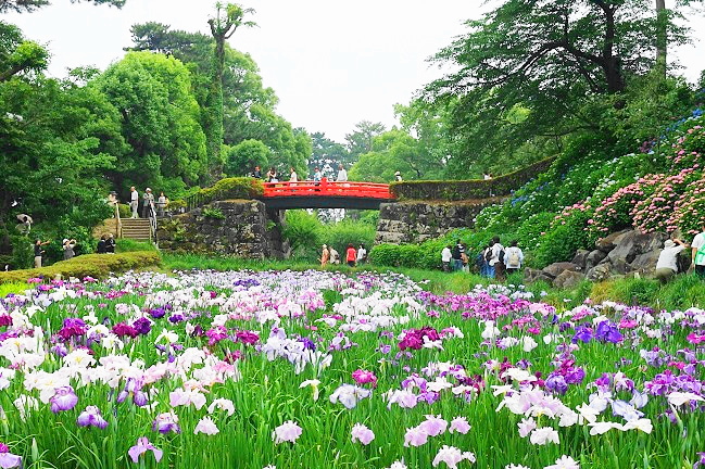 [Odawara City] Odawara Castle Ajisai Flower Festival