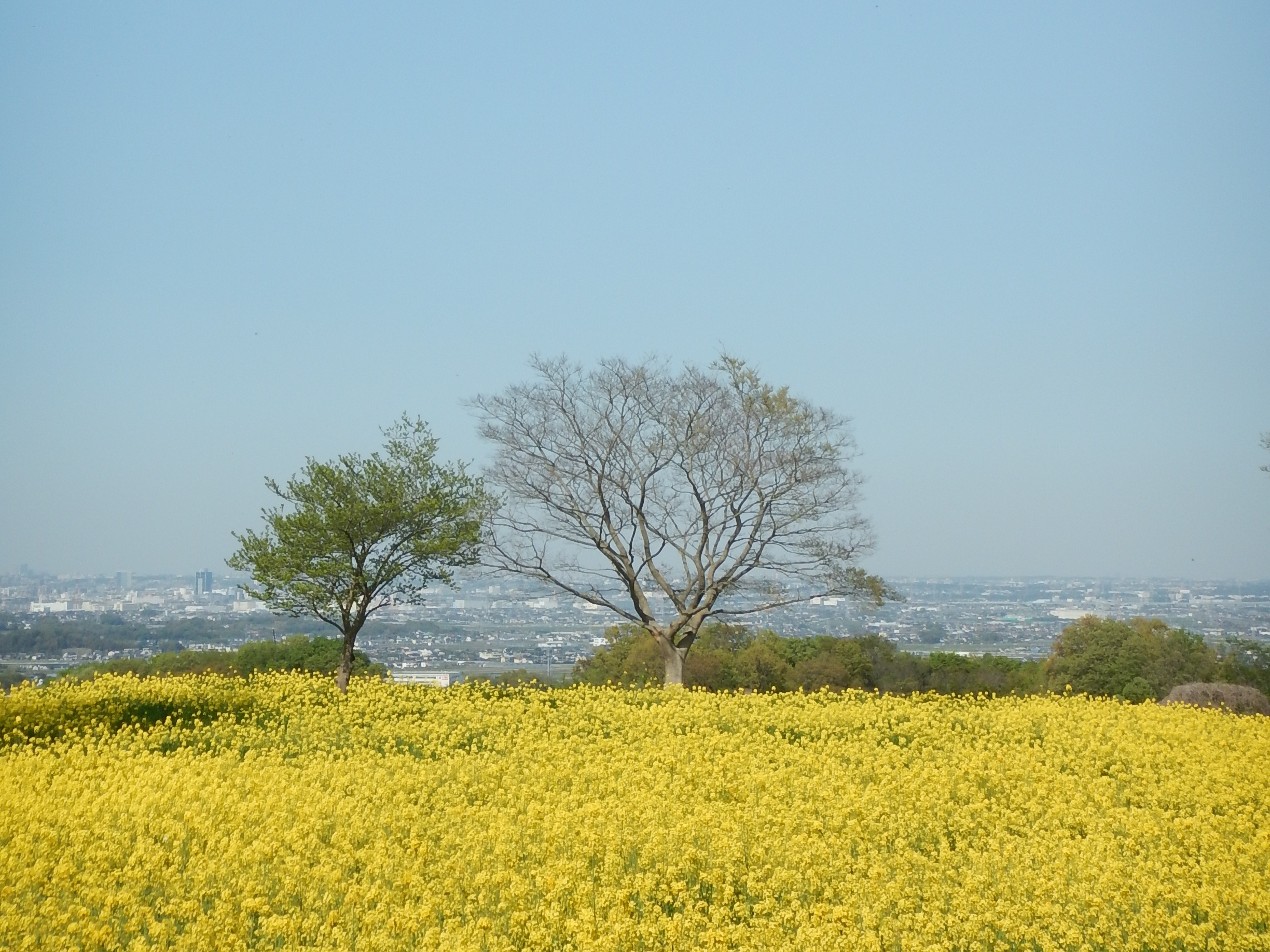 ゆるぎの丘 観光 エリア情報 かながわシープロジェクト Feel Shonan