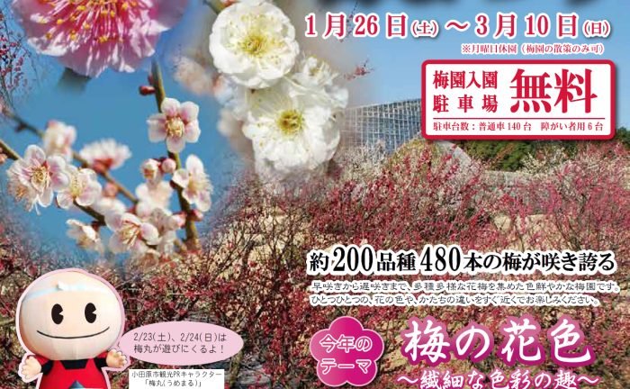 【小田原】2019年渓流の梅園「梅まつり」