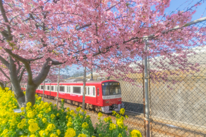 三浦市 三浦海岸桜まつり Event News かながわシープロジェクト Feel Shonan 三浦市 三浦海岸桜まつり Event News かながわシープロジェクト Feel Shonan
