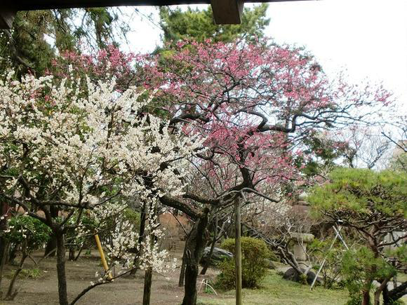 【茅ケ崎】松籟庵の庭園 梅まつり