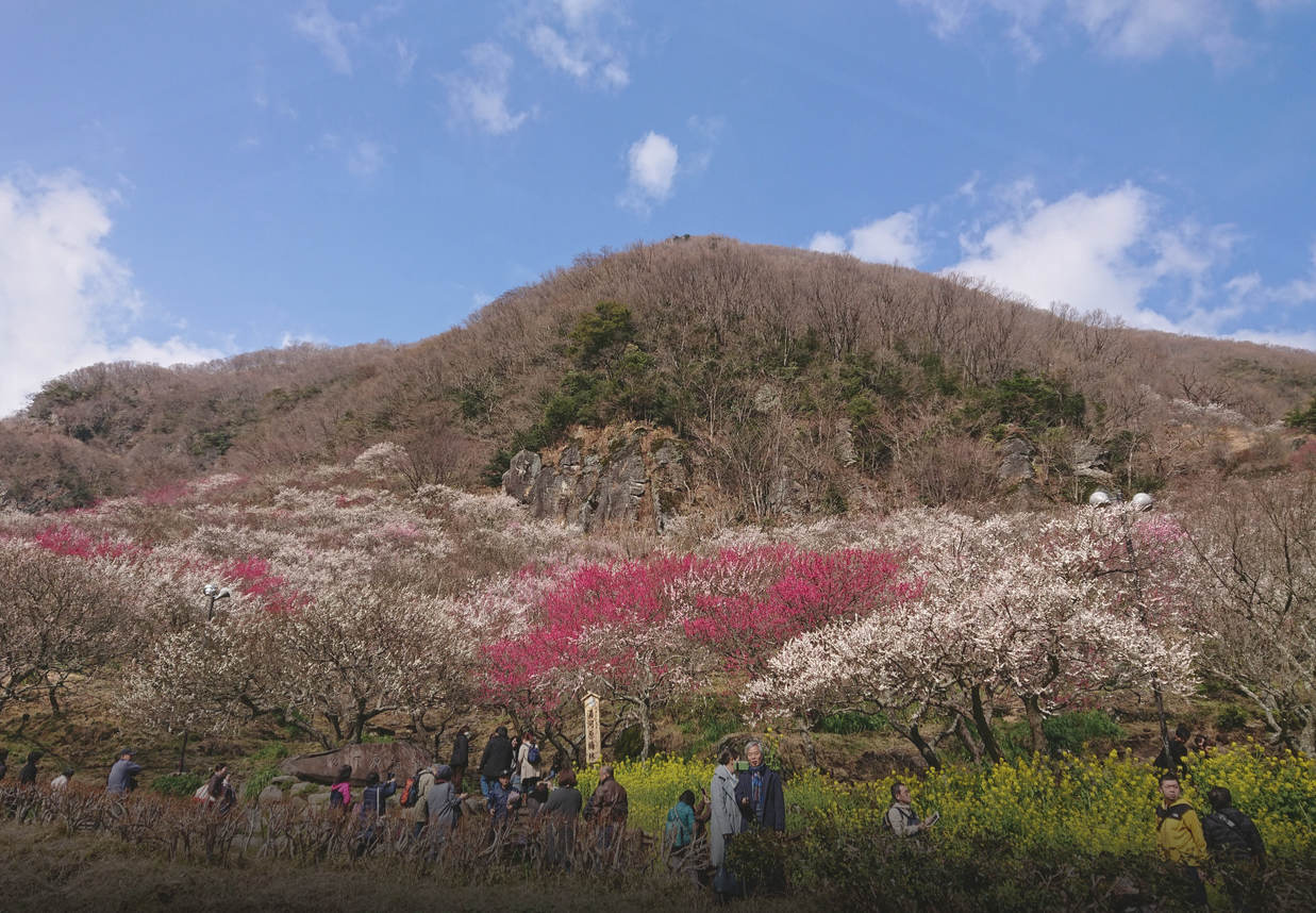 【湯河原町】湯河原梅林「梅林寄席」